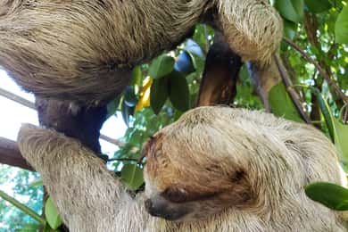 Roatan Excursion: Monkey's and Sloth Snorkel Adventure