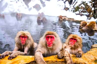 From Tokyo: Nagano Snow Monkey Park Zenkoji Temple Day Trip