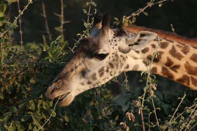 Safari privado por el Parque Nacional Zambeze (4 - 10 horas)