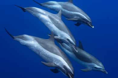 Oahu: Dolphin Swim and Turtle Snorkel Excursion in Waianae