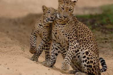 Safári no Parque Nacional Wilpattu guiado por um NATURALISTA / RANGER