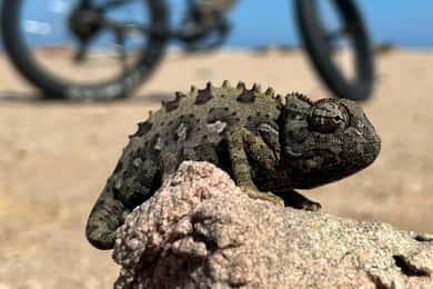 Swakopmund: "UP CLOSE" Levende Woestijn E-FatBike Tour