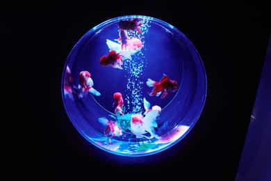 Tokio: Vstupenka do Art Aquarium Museum GINZA