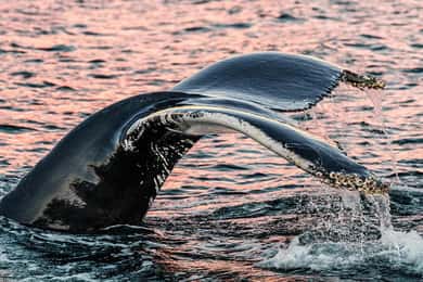 ترومسو: جولة بالقارب لمدة 7 أيام لمشاهدة حيتان وأضواء الشمال