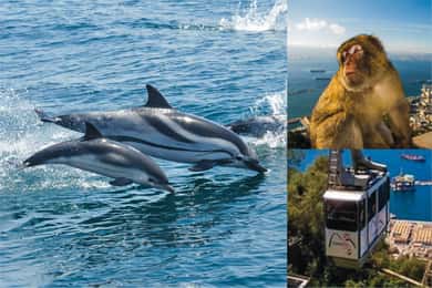 Gibraltar: Cruzeiro de observação de golfinhos e teleférico com combinação de acesso rápido