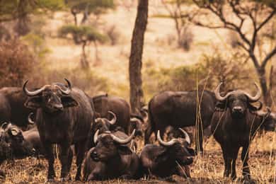 3 Days private Safari Tarangire Manyara & Ngorongoro Crater