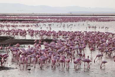 6 Days Great Lakes of Kenya and Masai Mara Safari
