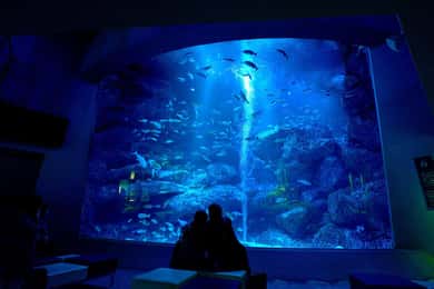 Tokyo: Sumida Aquarium Entry Ticket