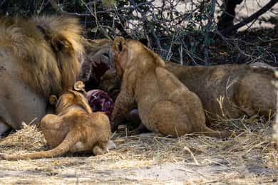 Zanzibar: safari di lusso di 2 giorni nel Parco Nazionale di Mikumi