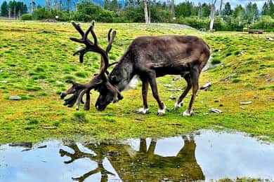 Scenic Tour to Wildlife Center with hotel pickup
