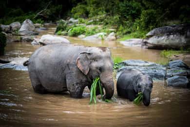 Chiang Mai Elephant Recovery Center, Doi Inthanon and Hiking