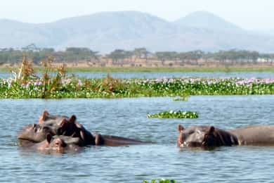 Lake Nakuru National Park Day Tour