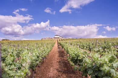 Ronda: Winery Tour with Wine Tasting and Tapas
