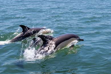 Lisboa: tour en barco para avistar delfines con café de bienvenida