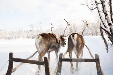 KIRUNA: Sami Reindeer Experience