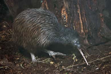 Tawharanui: Kiwi Spotting & Stargazing Tour w/ fakultatív tartózkodás