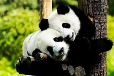 Shanghai : Zoo et tour en bateau de la ville d'eau de Zhujiajiao