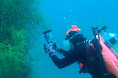 Labuan Bajo: Diving in Komodo Island Private Day Trip