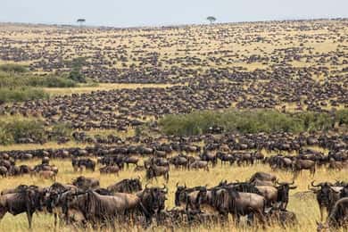 Best Tanzania Safari 7-Day Serengeti Wildebeest Migration