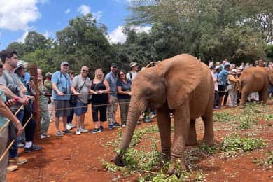 David Sheldrick Elephant Orphanage Tour