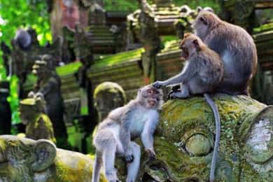 Ubud: Floresta Sagrada dos Macacos, Cascata, Templo e Passeio no Baloiço