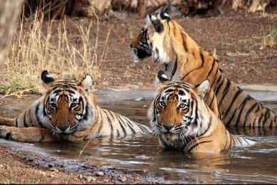 Ranthambore: Skip-the-Line Tiger Safari in Sharing Canter