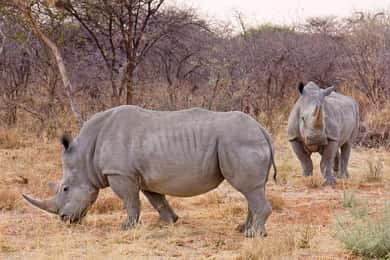 Johannesburg: 9-Day Big 5 Safari & Wetlands Tour