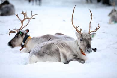 Kuusamo: Besuch einer Rentierfarm