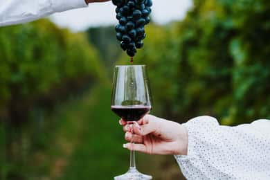 Krakow: Vingårdstur med vinsmaking og middag