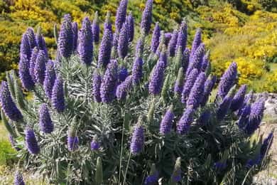 Funchal: Nuns Valley Easy Walk with Mountain Surroundings