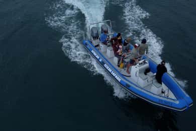 ケープタウン：海洋生物学者ガイド付きサファリツアー - V&Aウォーターフロント