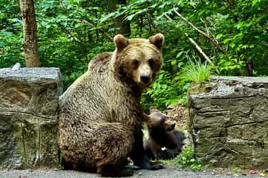 Bucharest: Top Gear Road and Wild Brown Bears Day Trip
