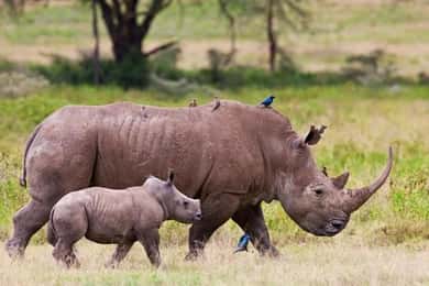 Nairobi national park and elephant orphanage