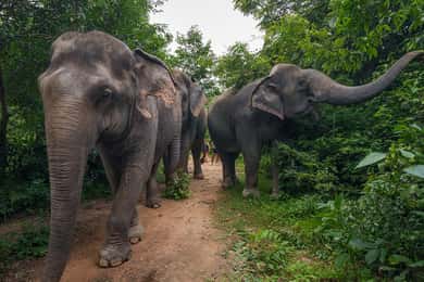 Excursion dans la forêt d'éléphants de Kulen avec prise en charge et retour à l'hôtel