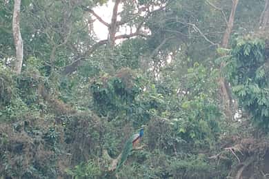 Desde Katmandú: Excursión corta de 2 días al Parque Nacional de la Vida Salvaje