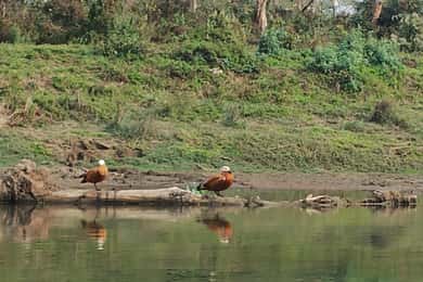 5 Days with One Tower Night Stay in Chitwan National Park