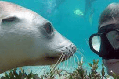 Lima | Islas Palomino Tour | Swim with Sea Lions
