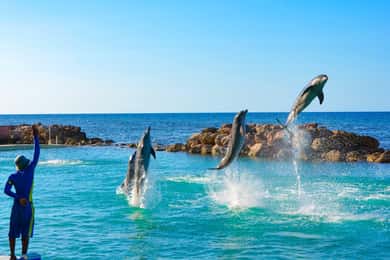 Ocho Rios: Dolphin Cove e Dunn's River Falls a partir de Mobay