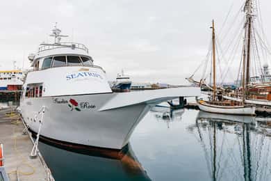 Reykjavík: Whale Watching Cruise on the Amelia Rose Yacht
