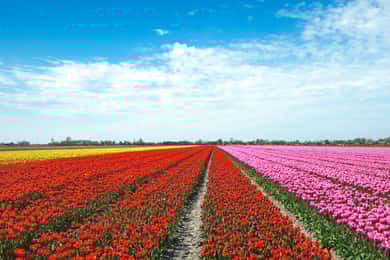 From Amsterdam: Tulip Fields of Holland Tour