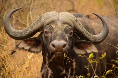 From Kruger Mpumalanga Airport: Kruger Park 3-Days Safari