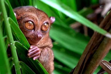 Vanuit Cebu: Bohol Platteland & Lunchbuffet Exclusieve Tour