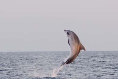 Desde Fazana: Avistamiento de delfines y buceo en la Cueva Azul