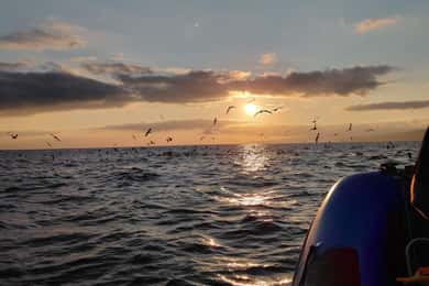 Vila Franca do Campo: Bird Watching & Snorkeling