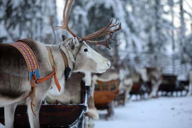 Kuusamo: Rentierschlittenfahrt und Bauernhofbesuch