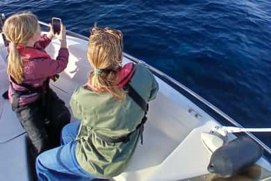 Faro: Passeio de barco fantástico para observação de golfinhos