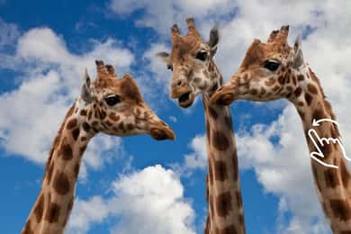 Zoo with Hotel Pickup