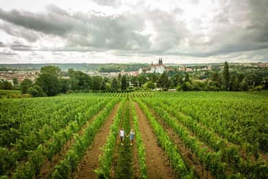 Meissen: Vinvandring i Proschwitz-vinmarkerne inkl. 3 vinsmagninger