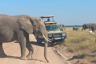 Excursion d'une journée au parc national d'Amboseli et au village masaï depuis Nairobi