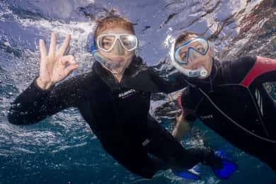Tenerife: Snorkel con tortugas y delfines